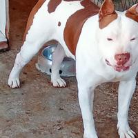 Pitbull red nose