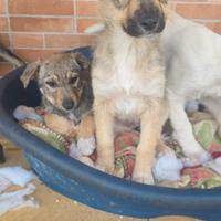 Cucciole in adozione