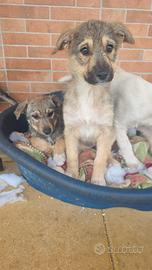 Cucciole in adozione
