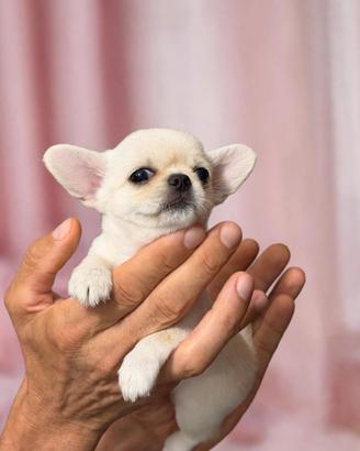 Chihuahua