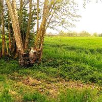 TERRENO AGRICOLO in BORGO VENETO (PD)