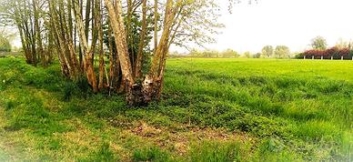 TERRENO AGRICOLO in BORGO VENETO (PD)
