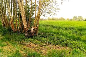 TERRENO AGRICOLO in BORGO VENETO (PD)