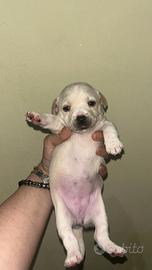 Cuccioli taglia piccola