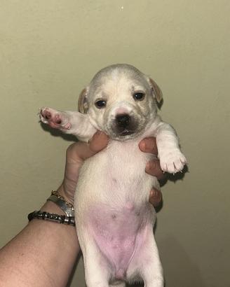 Cuccioli taglia piccola