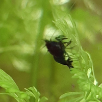 Caridine david di colore blu