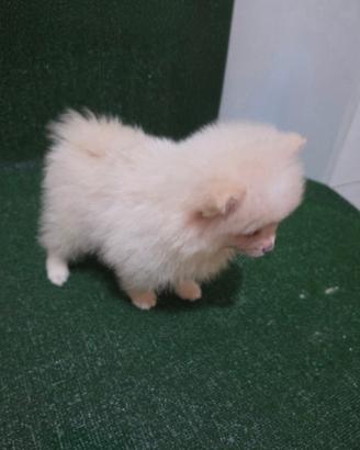 Cuccioli di Spitz di Pomerania