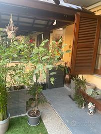 Albero ciliegio amarena