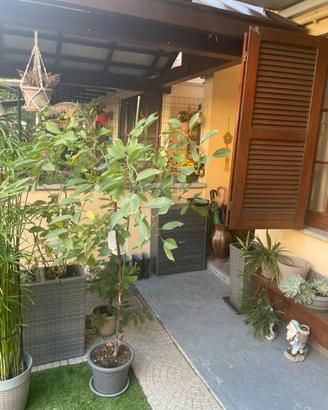 Albero ciliegio amarena