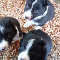 Vendo ultimo cucciolo border collie