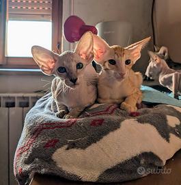 Disponibili rari Cuccioli gatto razza Peterbald