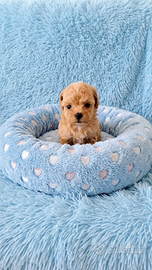 Maltipoo