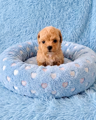 Maltipoo