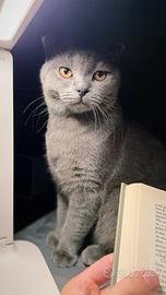 Scottish Fold maschio x monta