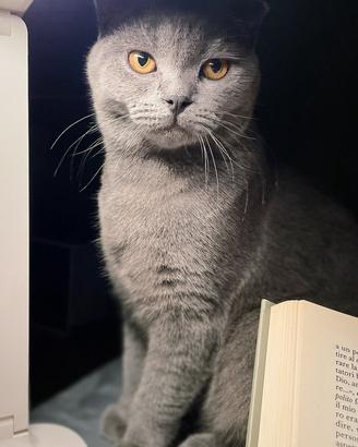 Scottish Fold maschio x monta