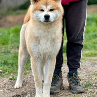 Spettacolare cucciolo di akita Inu