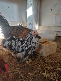 Pollastra di cocincina nana picchiettata