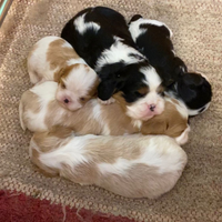 Cavalier king