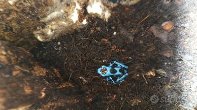 Rana Freccia blu/nera