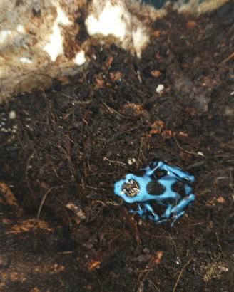 Rana Freccia blu/nera