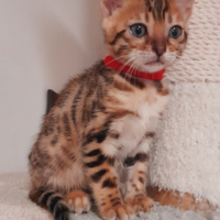 Cuccioli di gatto del Bengala