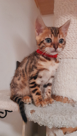 Cuccioli di gatto del Bengala