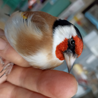 Cardellino Mayor maschio