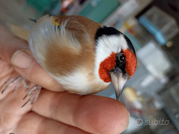 Cardellino Mayor maschio