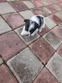 Cuccioli Jack Russel