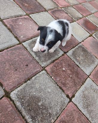 Cuccioli Jack Russel