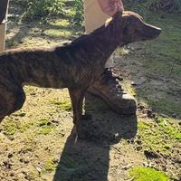 Segugio maremmano femmina