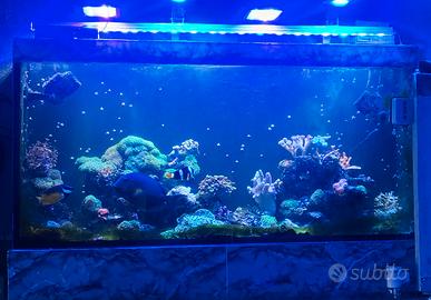 Acquario  marino