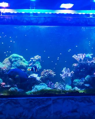 Acquario  marino