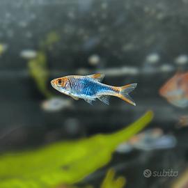 Pesce