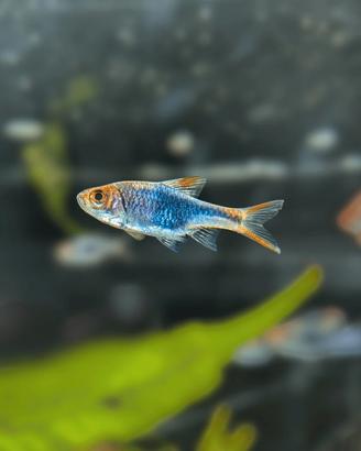 Pesce
