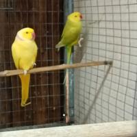 Parrocchetti dal collare in blocco