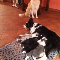 Cuccioli border collie alta genealogia
