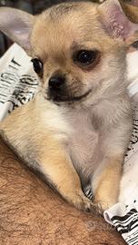 Cucciola di chihuahua