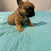 Cuccioli di bulldog francesi