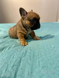 Cuccioli di bulldog francesi