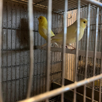 Coppia canarini gialli