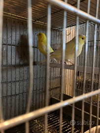 Coppia canarini gialli