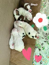 Cuccioli di American Staffordshire Terrier