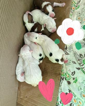 Cuccioli di American Staffordshire Terrier