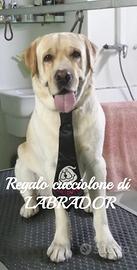 MARLEY, cucciolone di LABRADOR