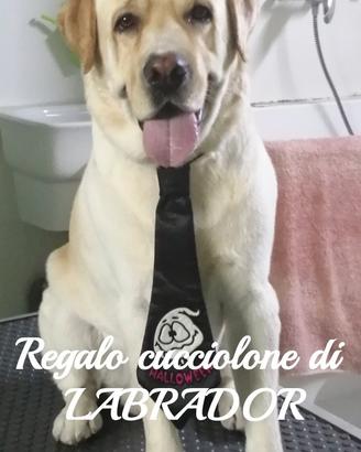 MARLEY, cucciolone di LABRADOR
