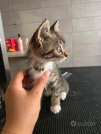 Gatti- Gattini