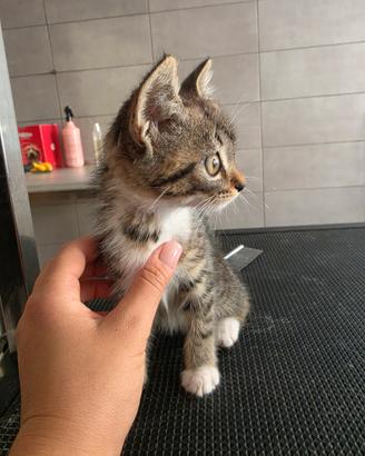 Gatti- Gattini