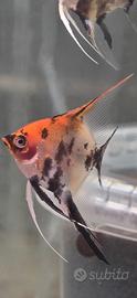 Scalare Red Devil