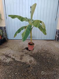 pianta di banano